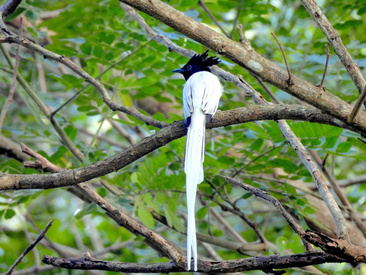 Indian Paradise-Flycatcher - ML645829476