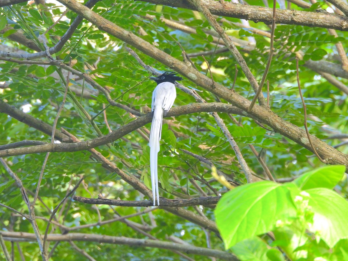 Indian Paradise-Flycatcher - ML645829477