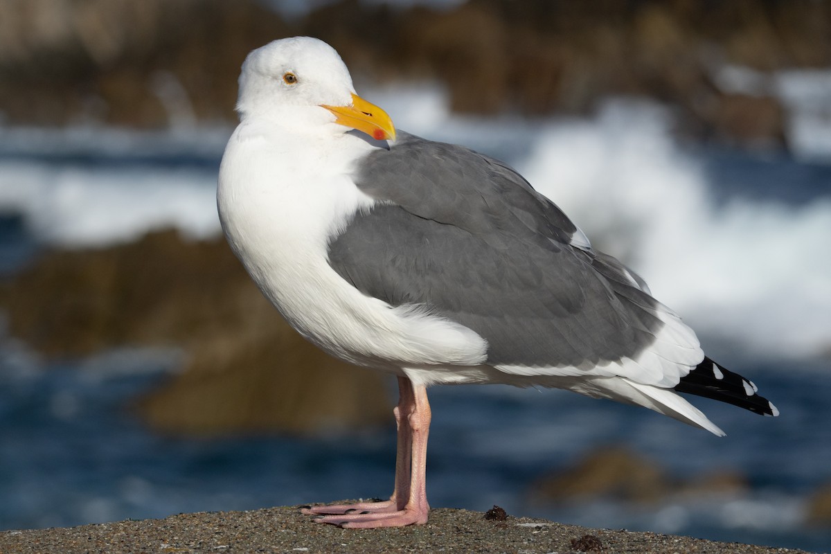 Batı Amerika Martısı - ML645829478