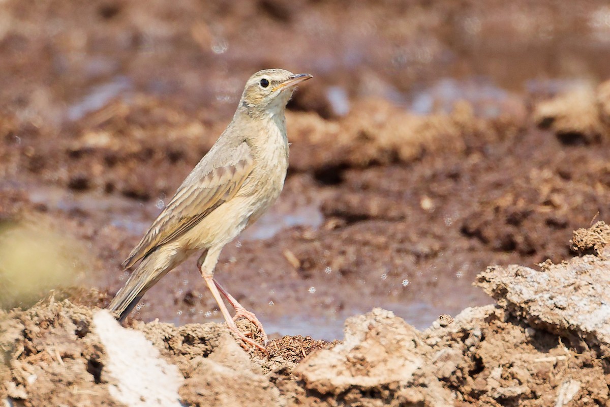 Long-billed Pipit - ML645829483