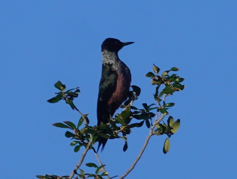 Blutgesichtspecht - ML645829484