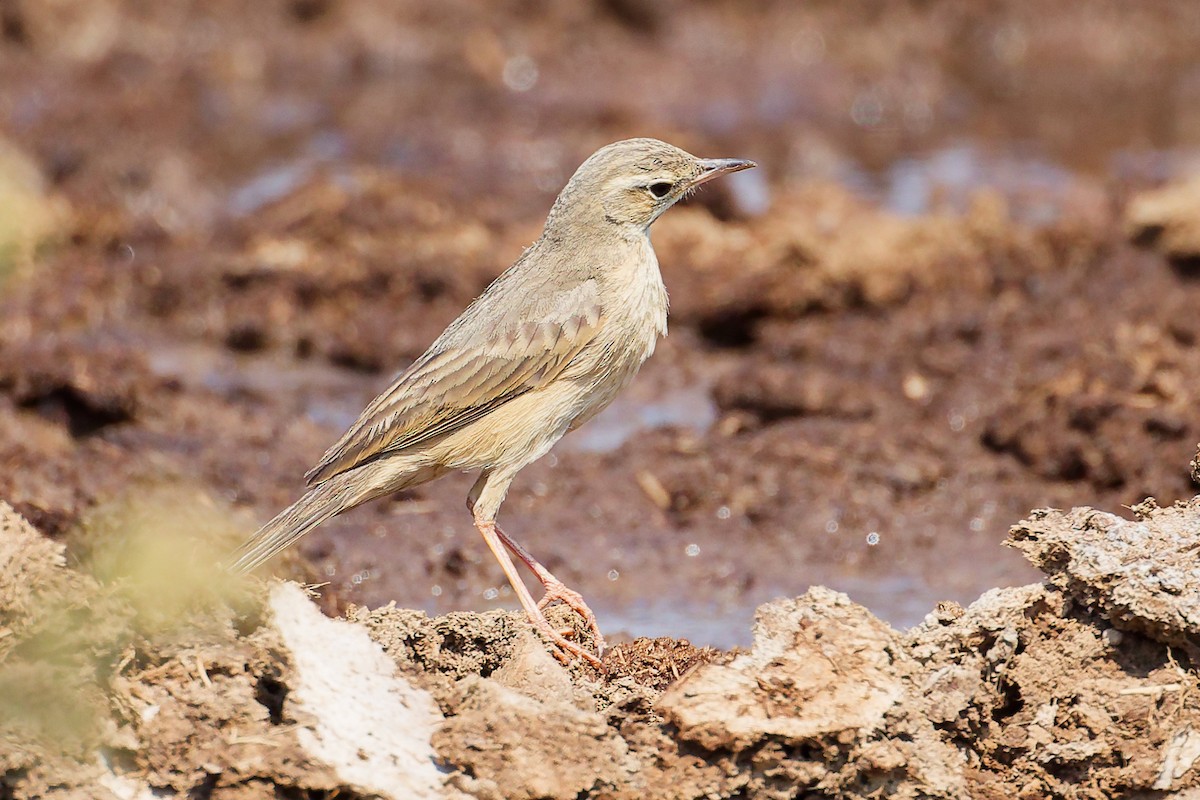 Long-billed Pipit - ML645829489