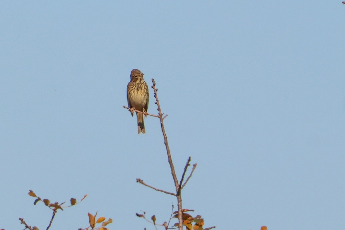 Corn Bunting - ML645829493