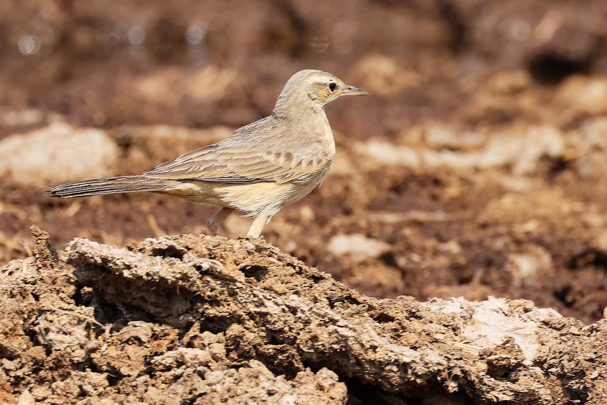 Long-billed Pipit - ML645829494