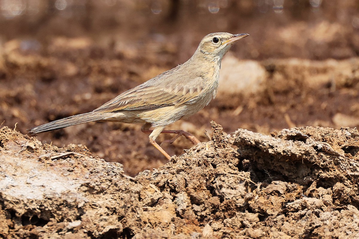 Long-billed Pipit - ML645829495
