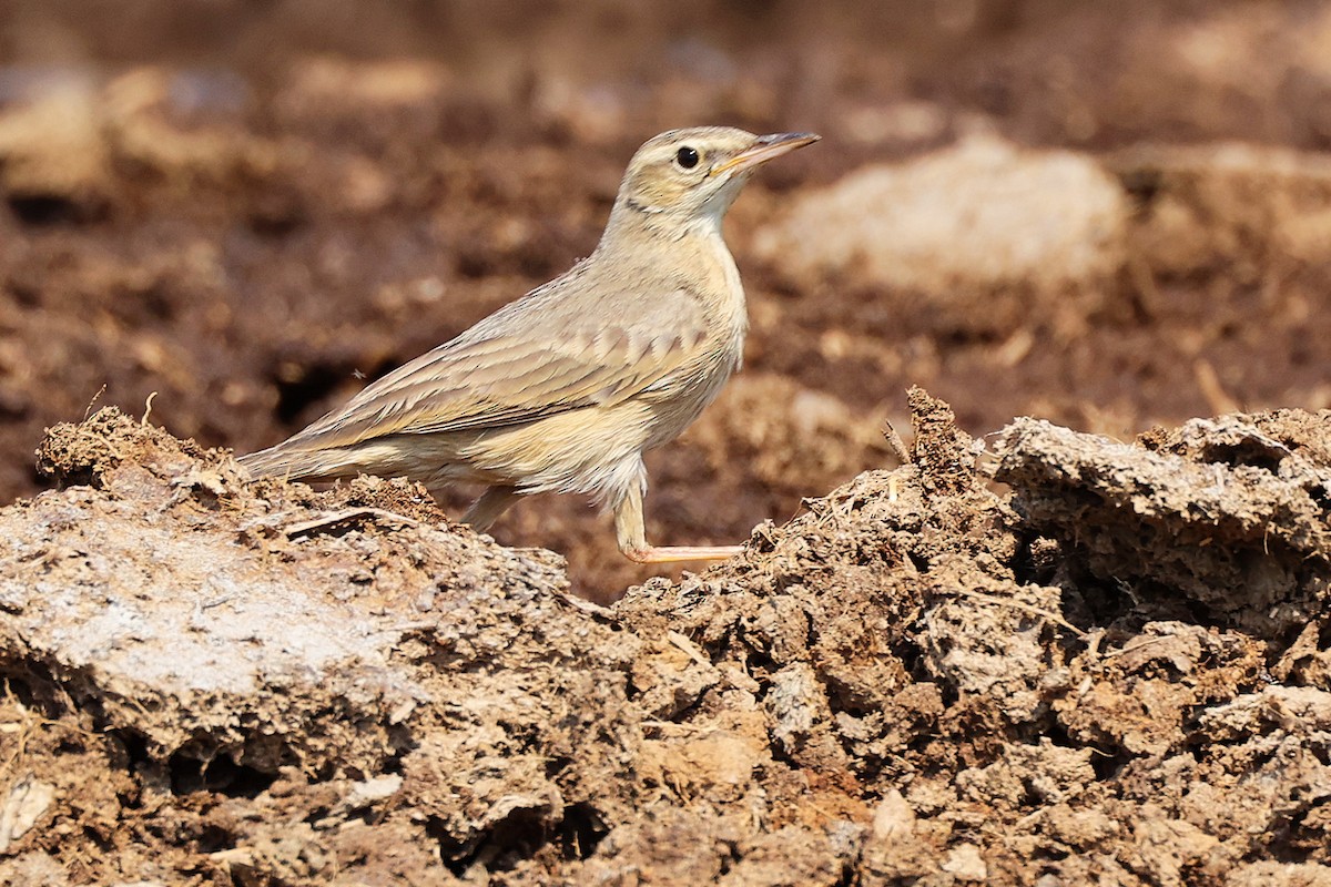 Long-billed Pipit - ML645829497