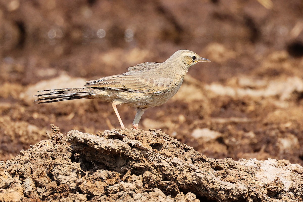 Long-billed Pipit - ML645829498