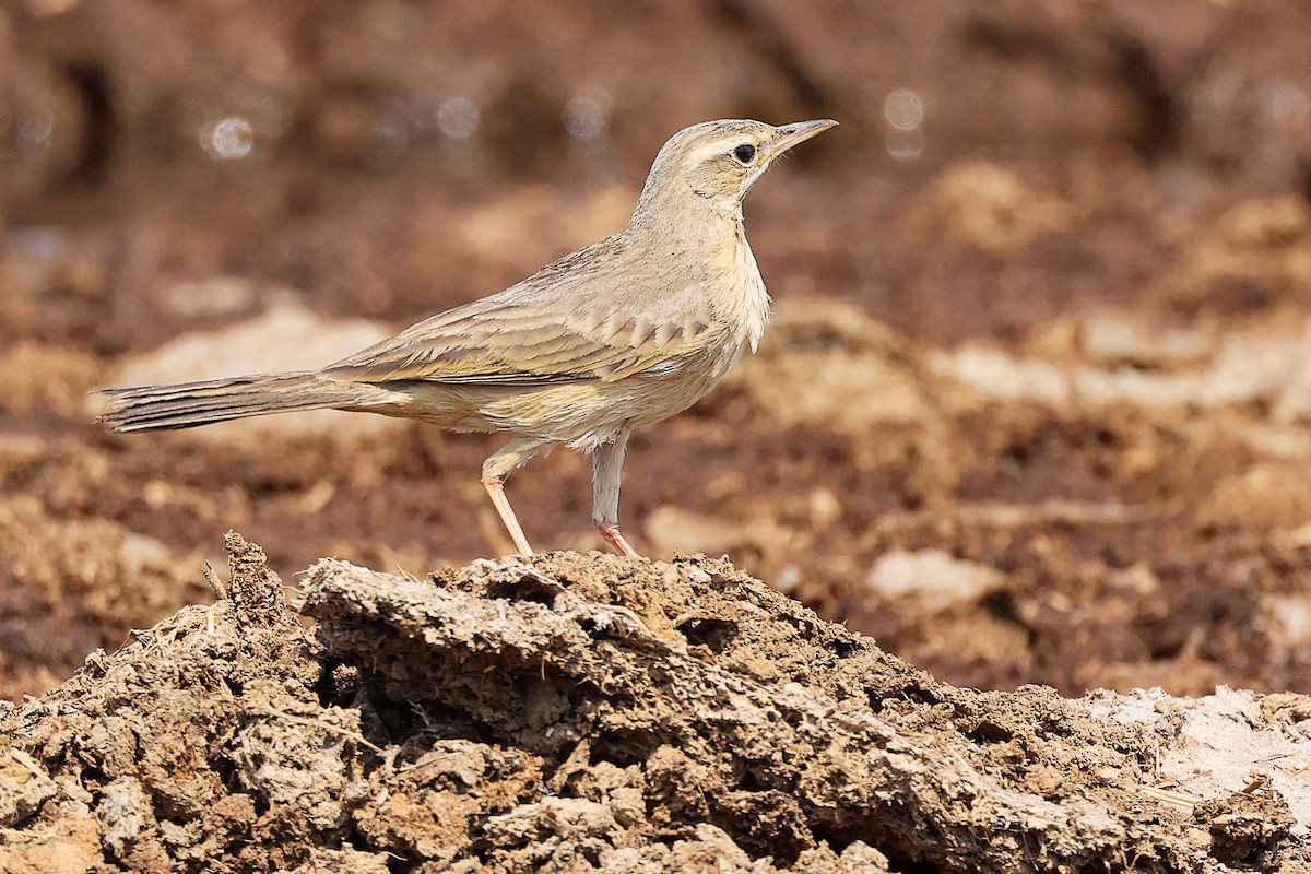 Long-billed Pipit - ML645829499