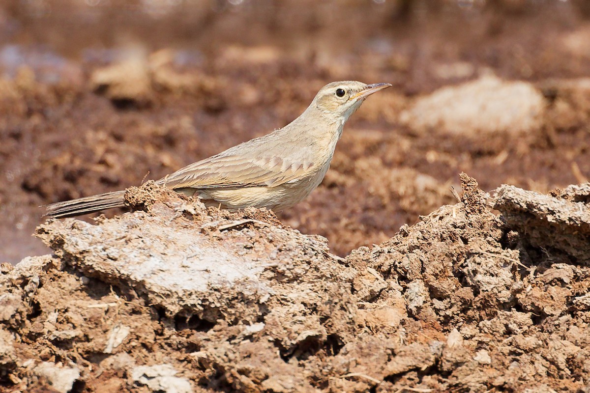 Long-billed Pipit - ML645829500