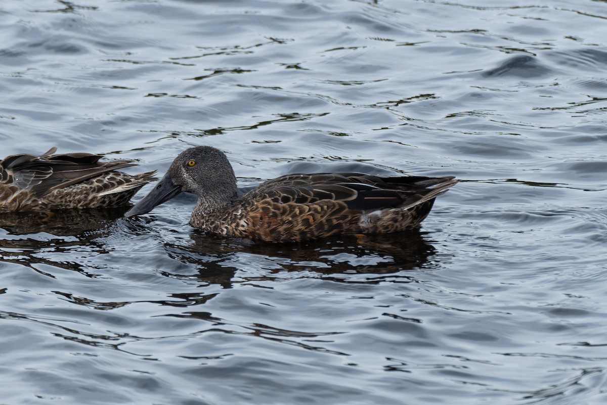 Australasian Shoveler - ML645829501