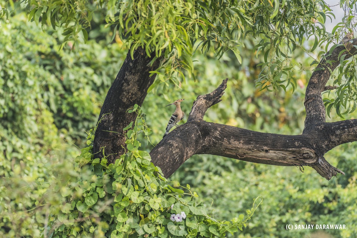 Common Hoopoe - ML645829502