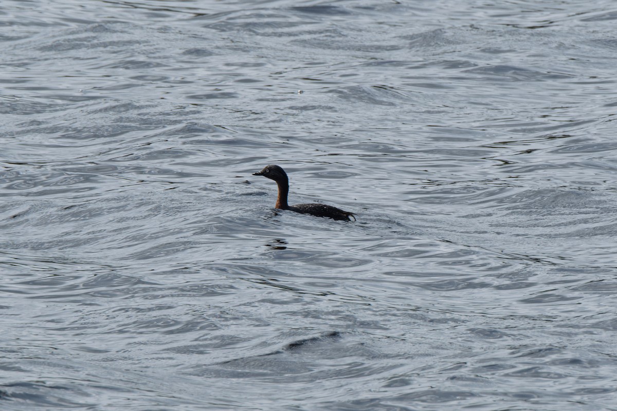New Zealand Grebe - ML645829503