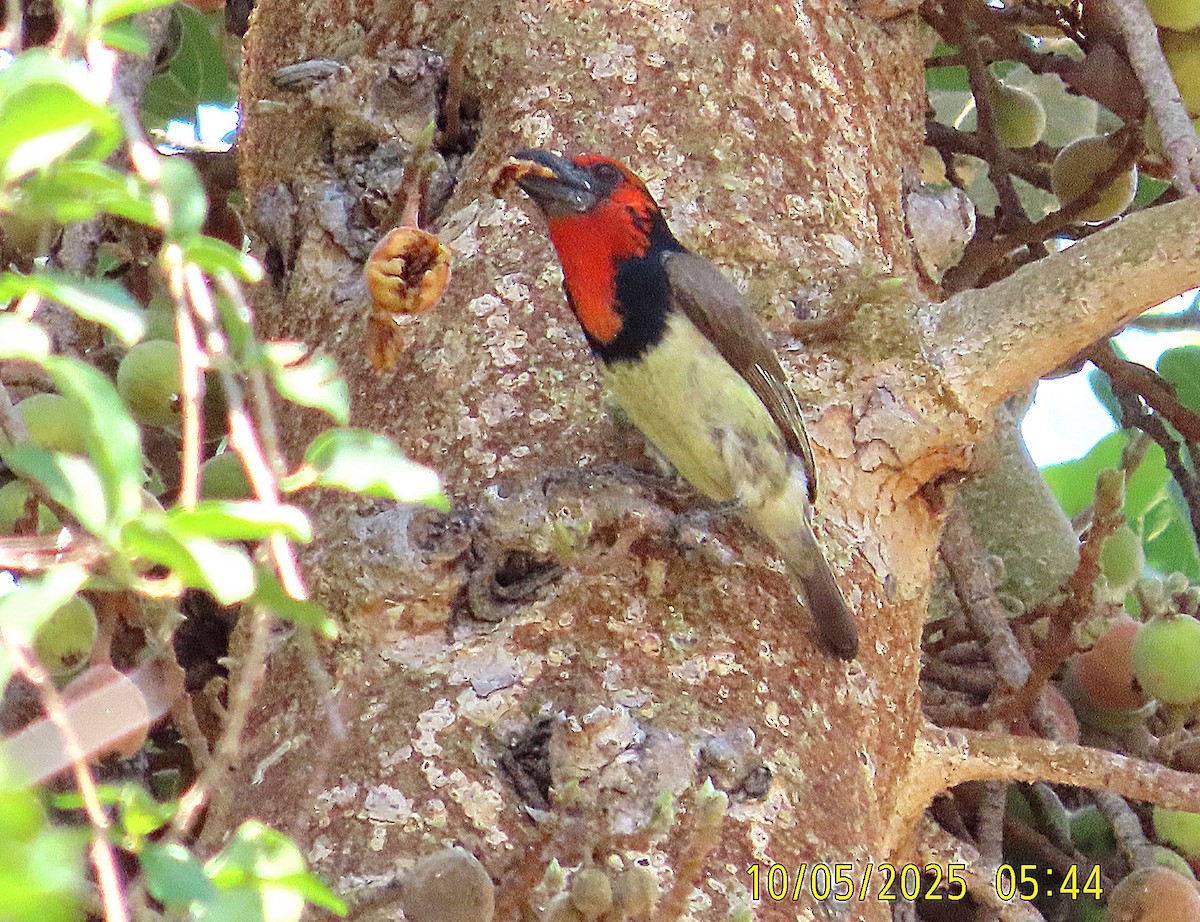 Black-collared Barbet - ML645829504