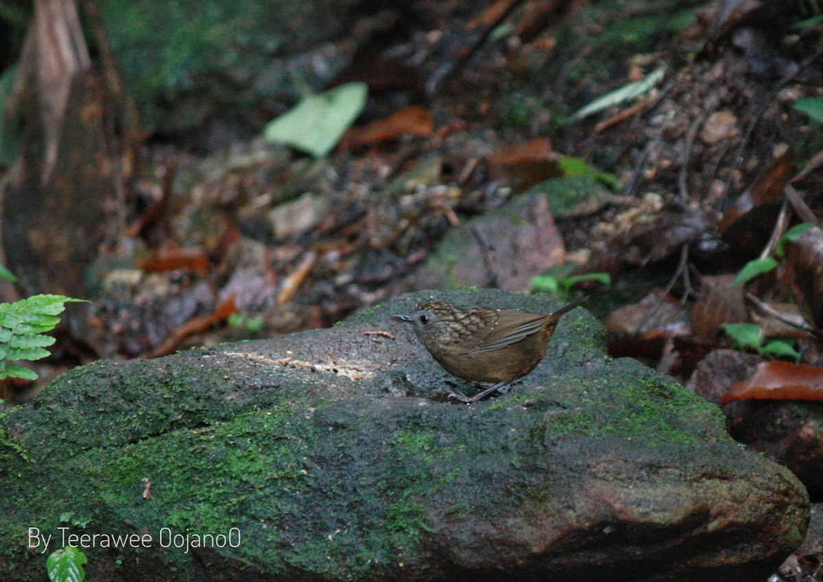Streaked Wren-Babbler - ML645829506