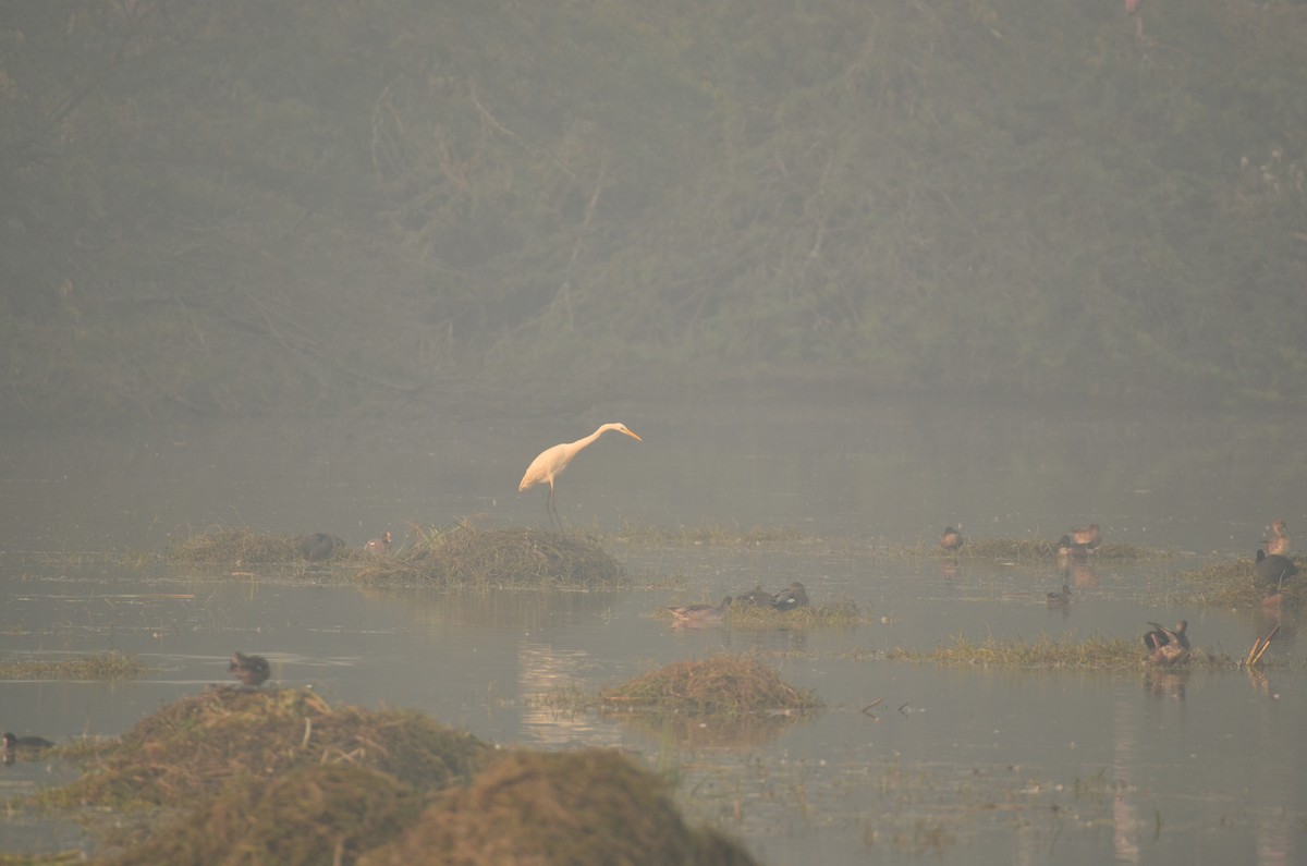 Great Egret - ML645829509