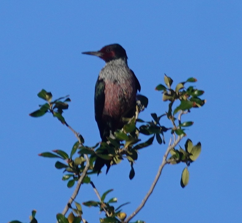 Lewis's Woodpecker - ML645829510