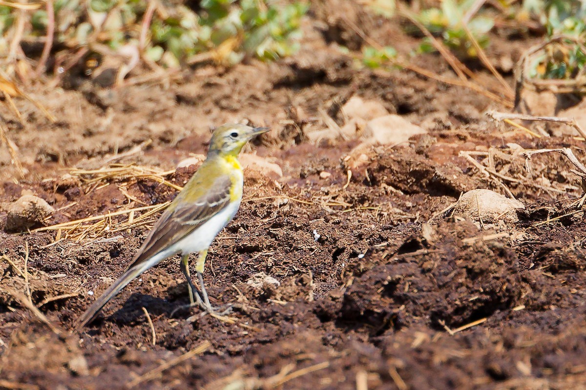Western Yellow Wagtail - ML645829511