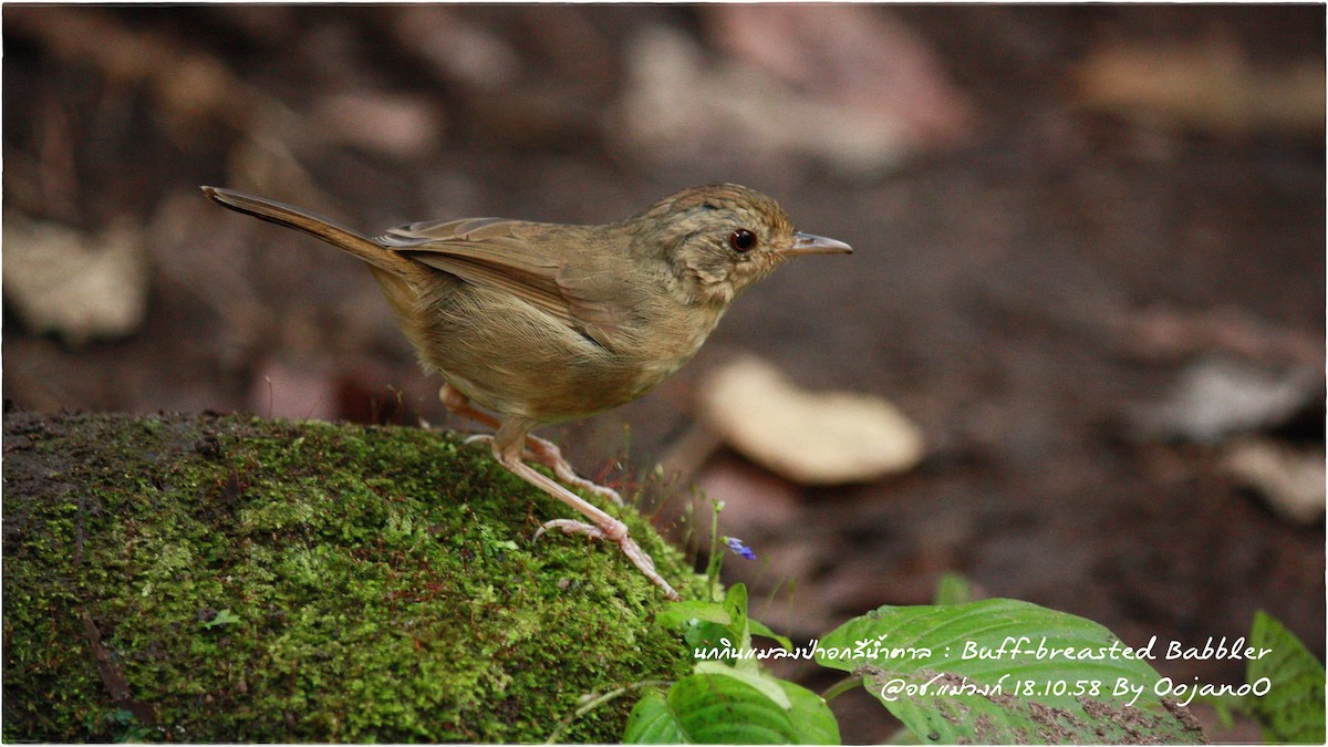 Buff-breasted Babbler - ML645829512