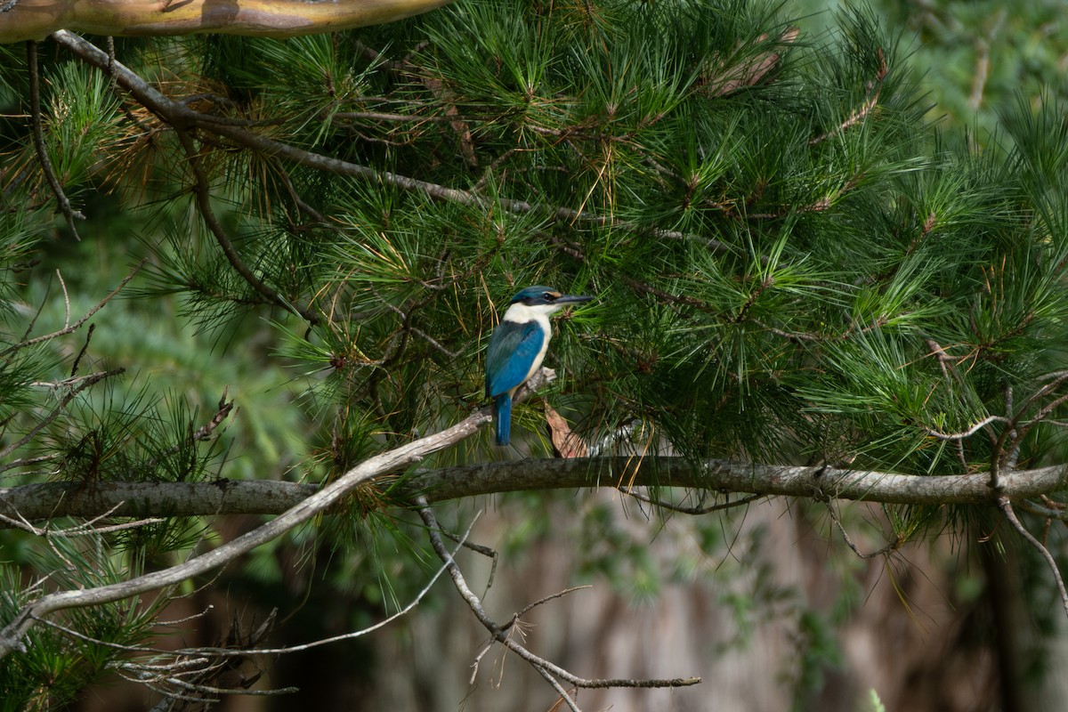 Sacred Kingfisher (New Zealand) - ML645829514