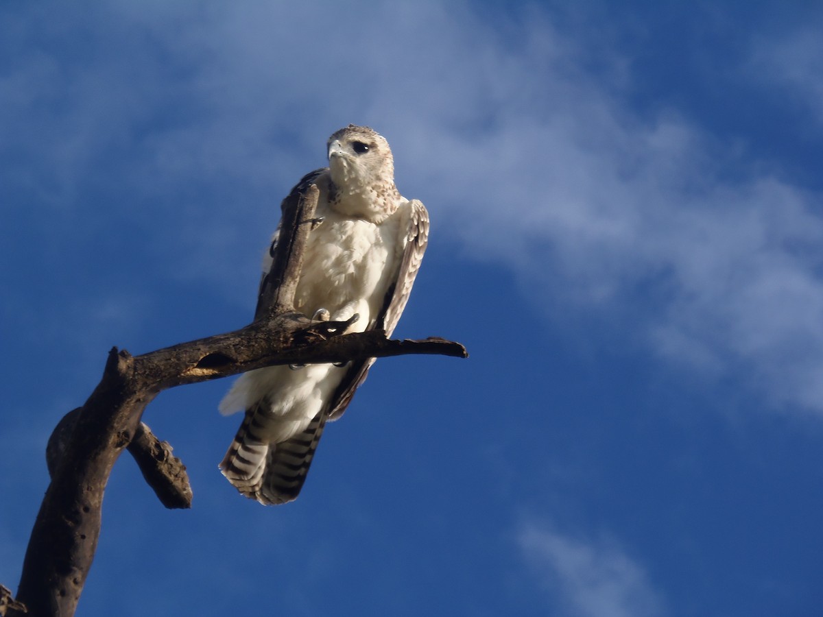 Martial Eagle - ML645829515
