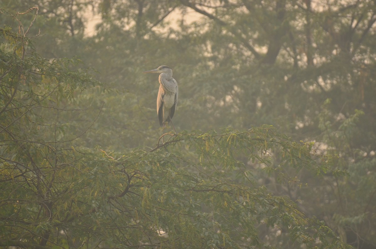 Gray Heron - ML645829516