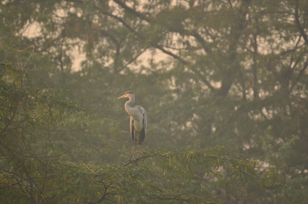Gray Heron - ML645829517