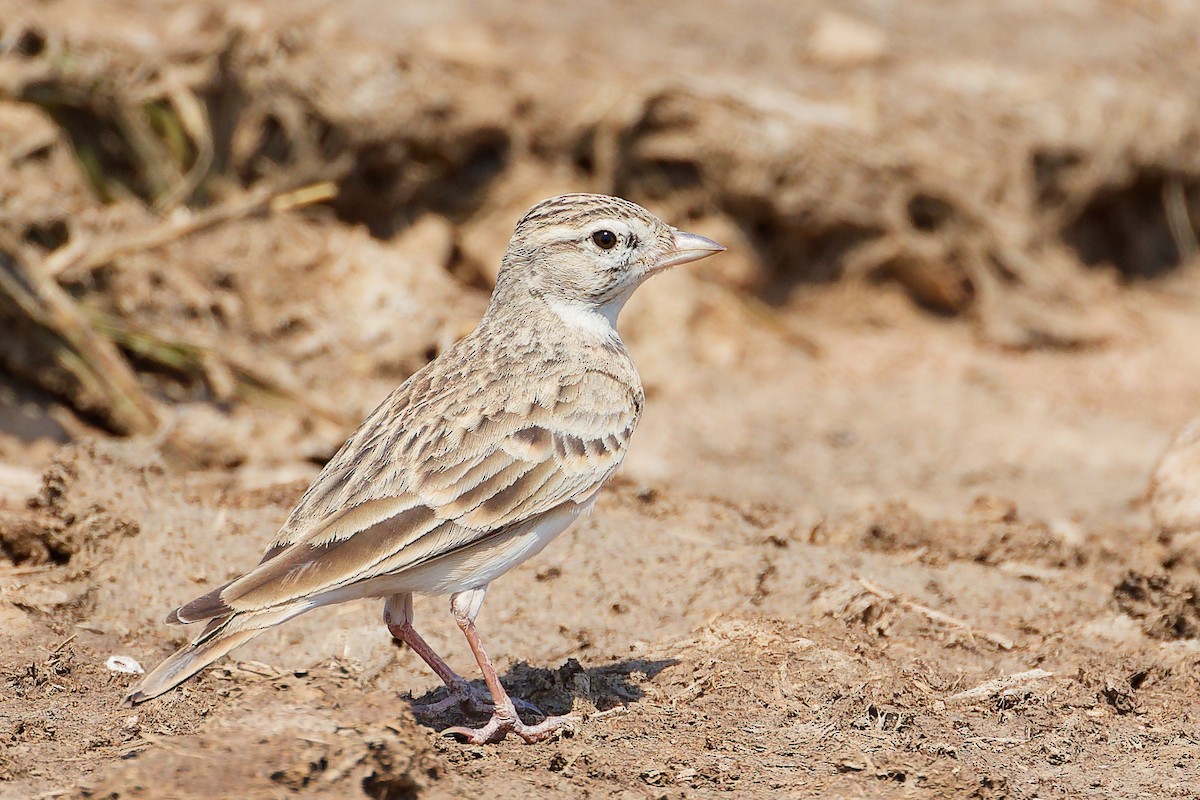 Greater Short-toed Lark - ML645829518