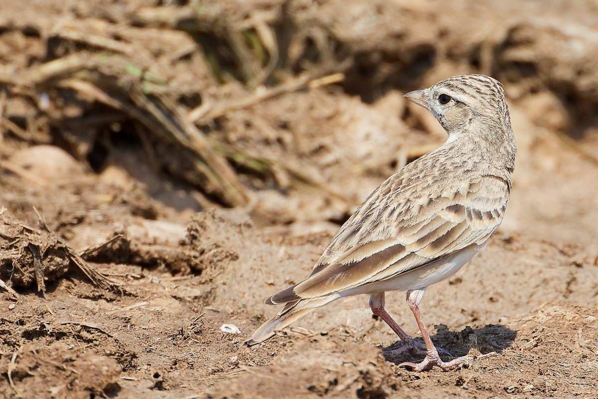 Greater Short-toed Lark - ML645829522