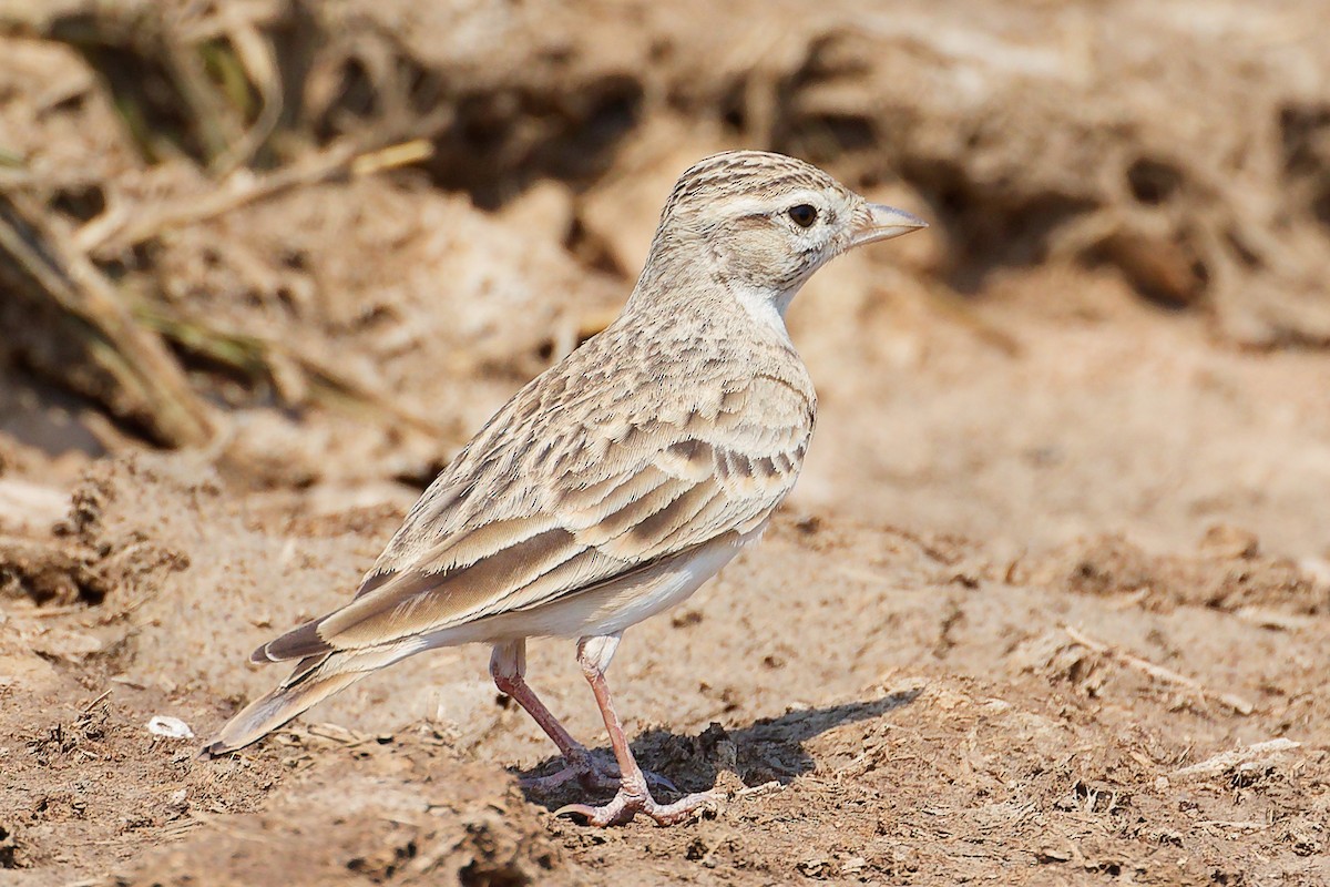 Greater Short-toed Lark - ML645829523