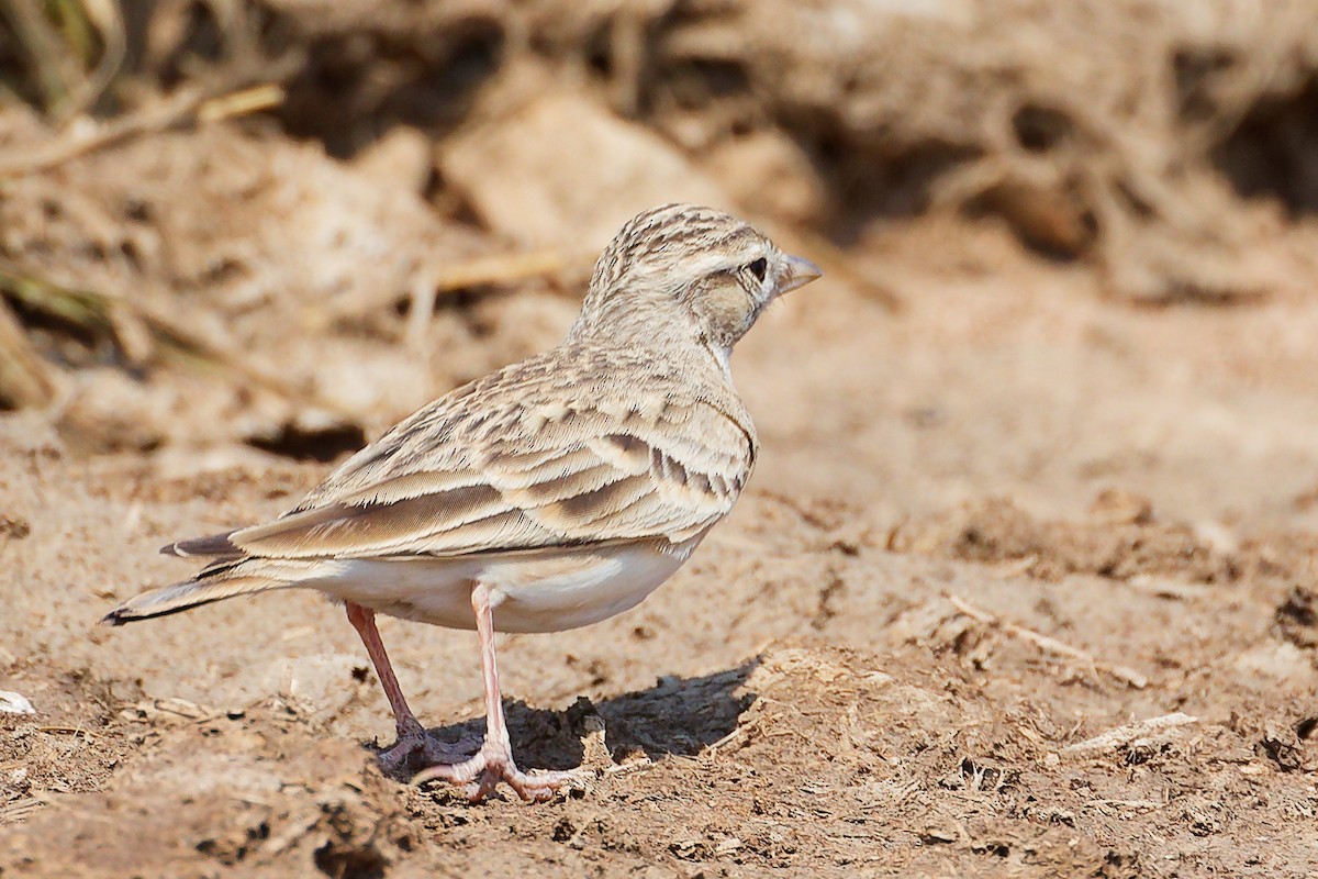 Greater Short-toed Lark - ML645829525