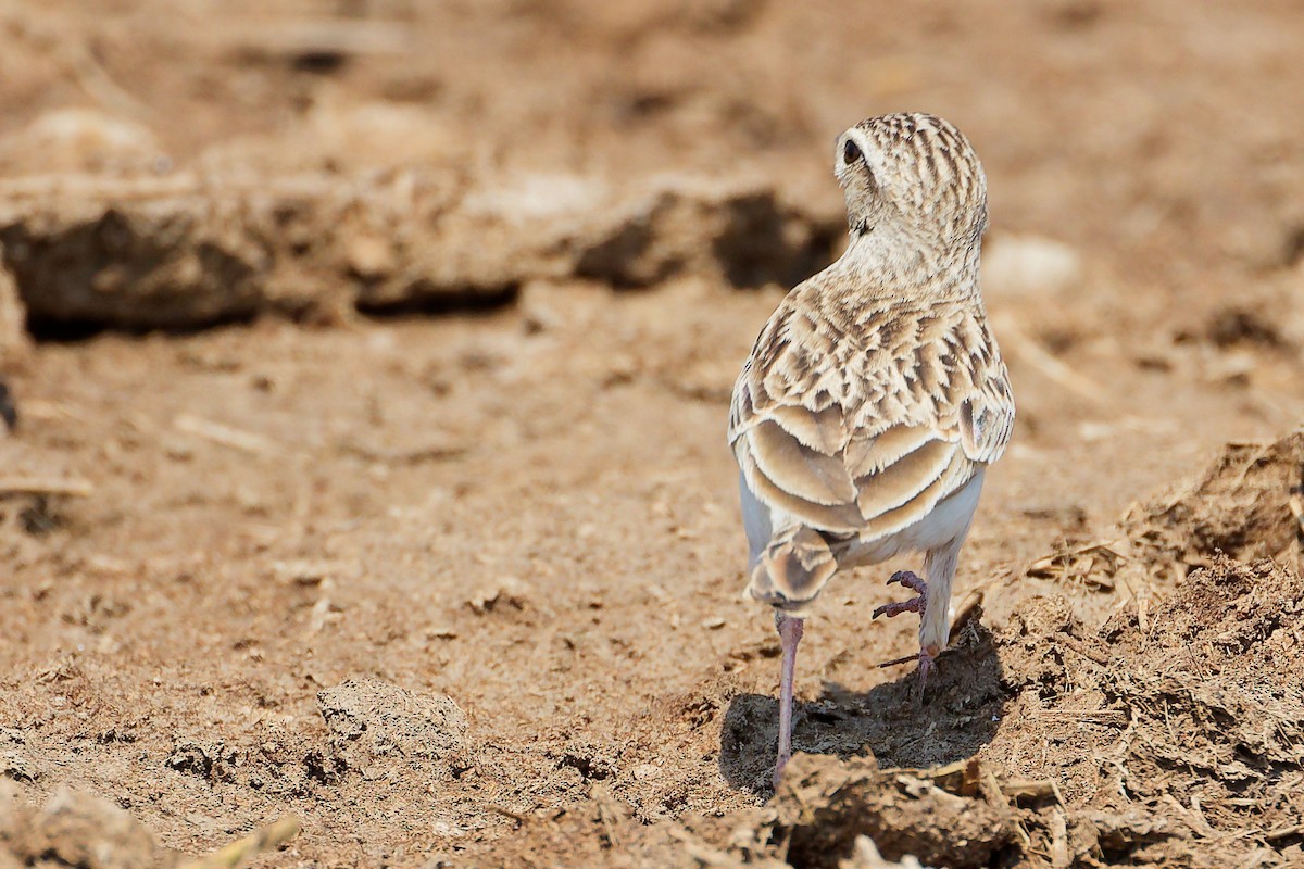 Greater Short-toed Lark - ML645829526