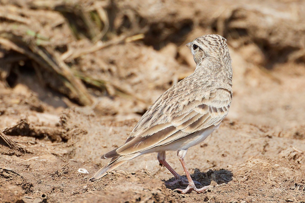 Greater Short-toed Lark - ML645829528