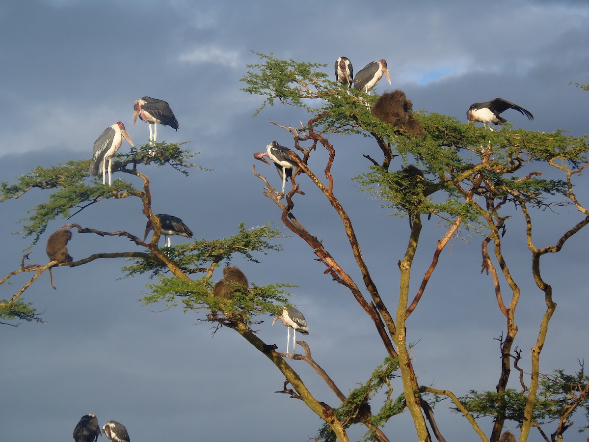 Marabou Stork - ML645829529