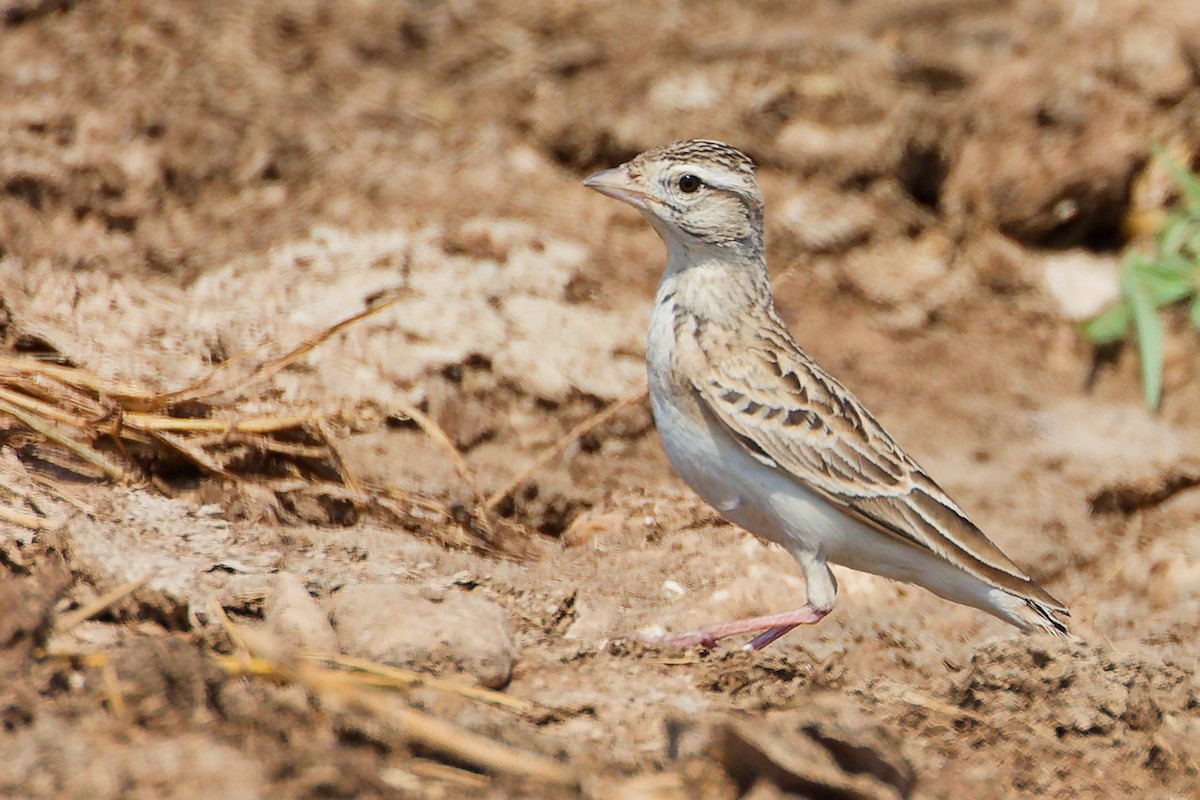Greater Short-toed Lark - ML645829532