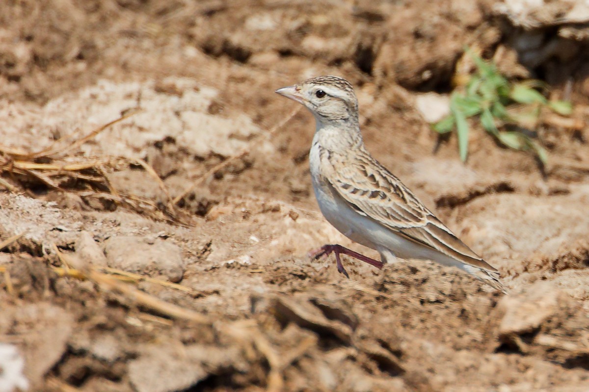 Greater Short-toed Lark - ML645829533