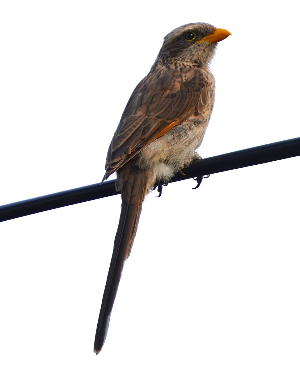 Yellow-billed Shrike - ML645829534