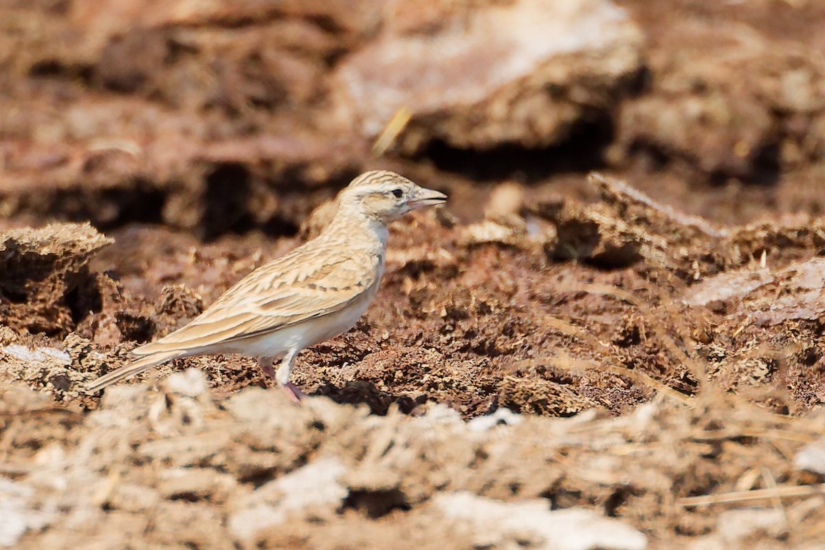 Greater Short-toed Lark - ML645829535