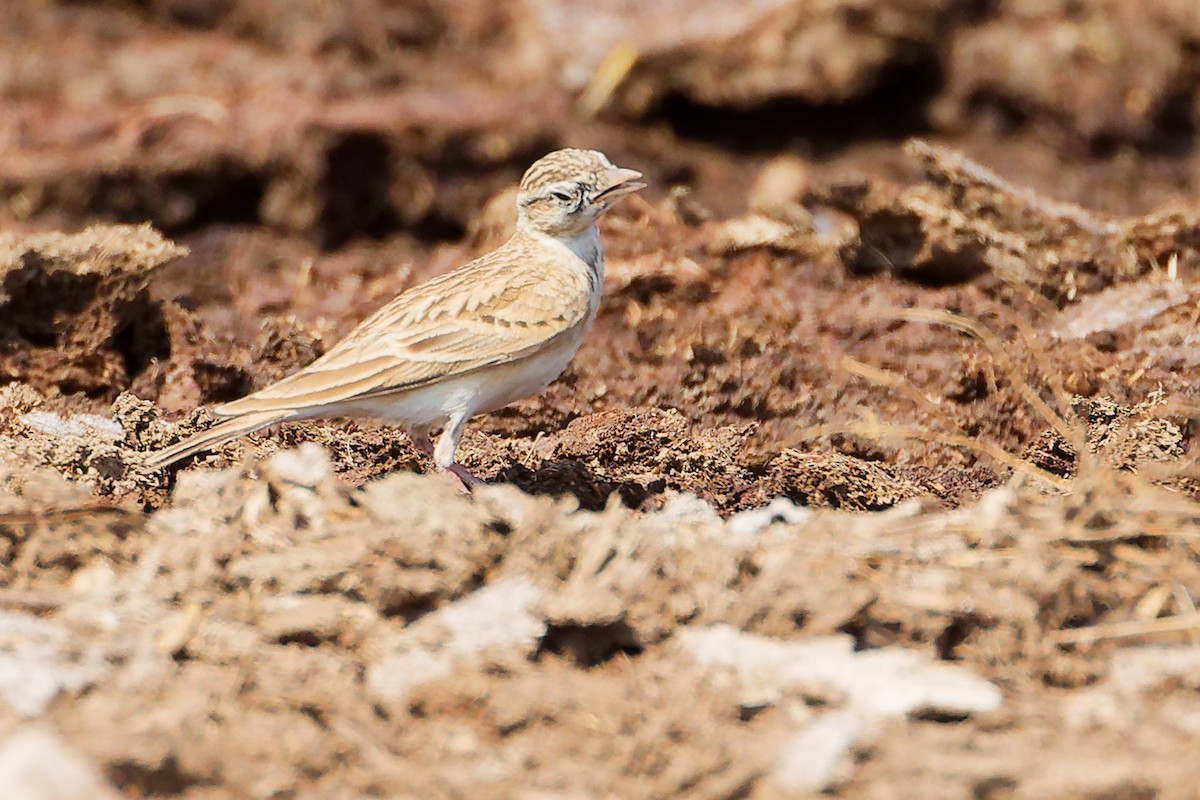 Greater Short-toed Lark - ML645829536
