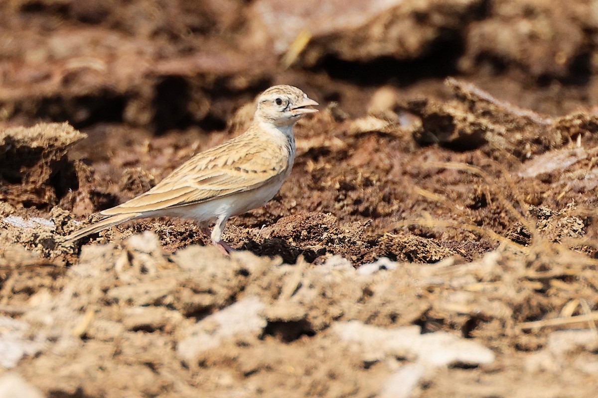 Greater Short-toed Lark - ML645829537