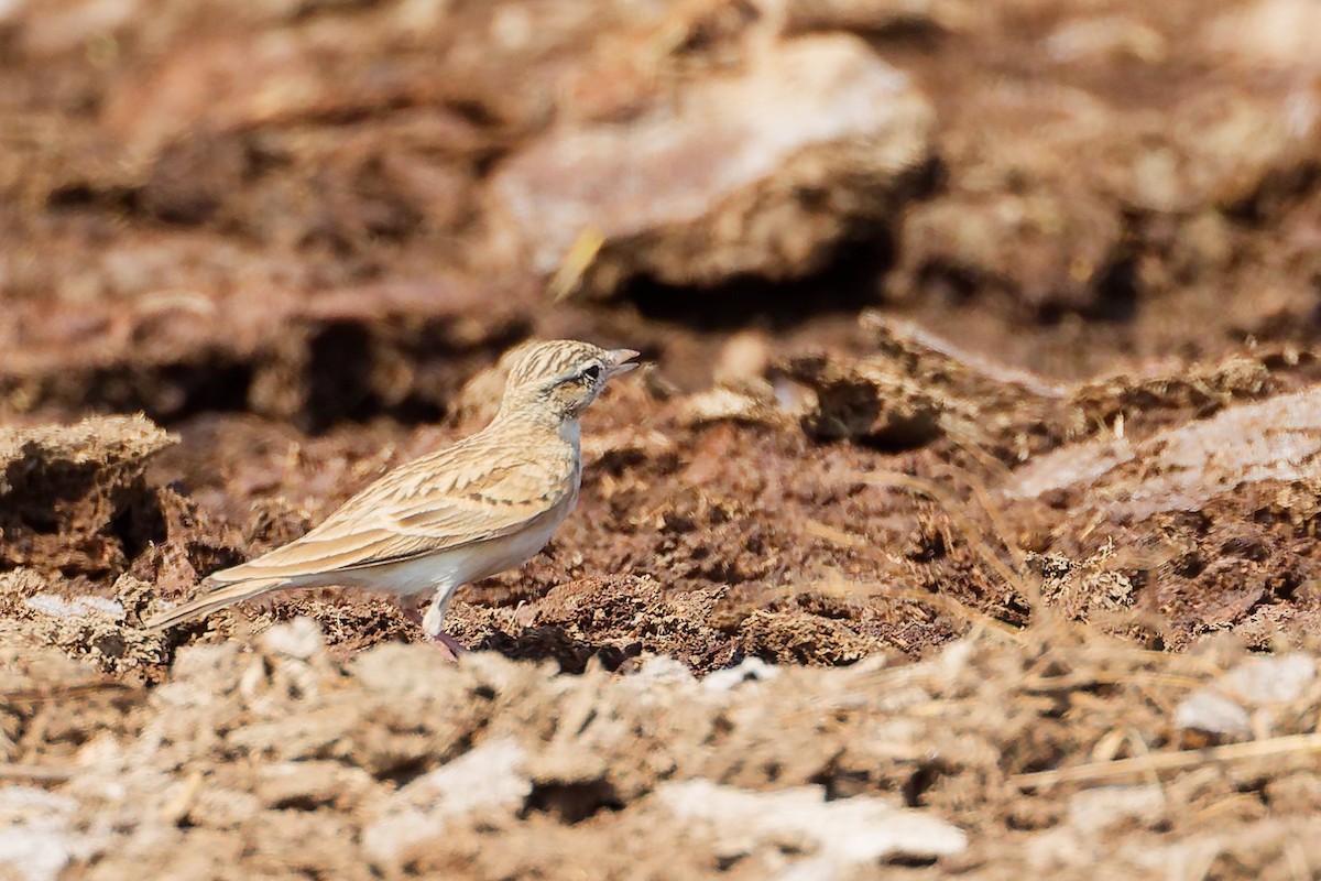 Greater Short-toed Lark - ML645829538