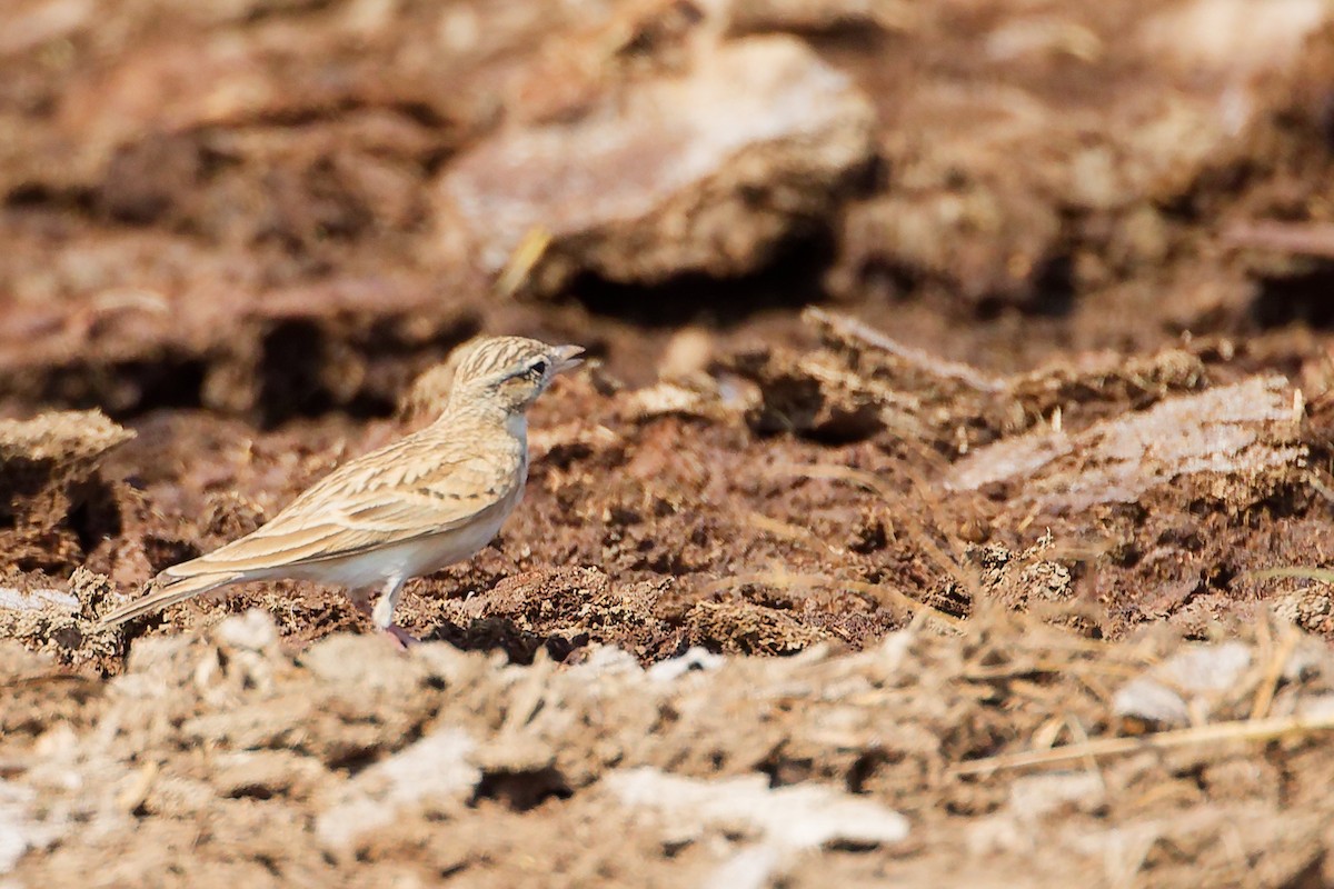 Greater Short-toed Lark - ML645829539