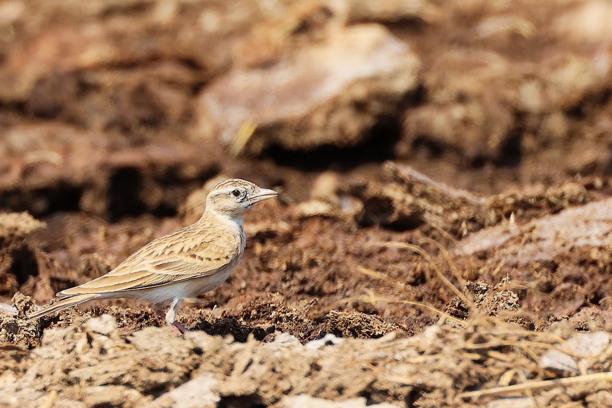 Greater Short-toed Lark - ML645829540