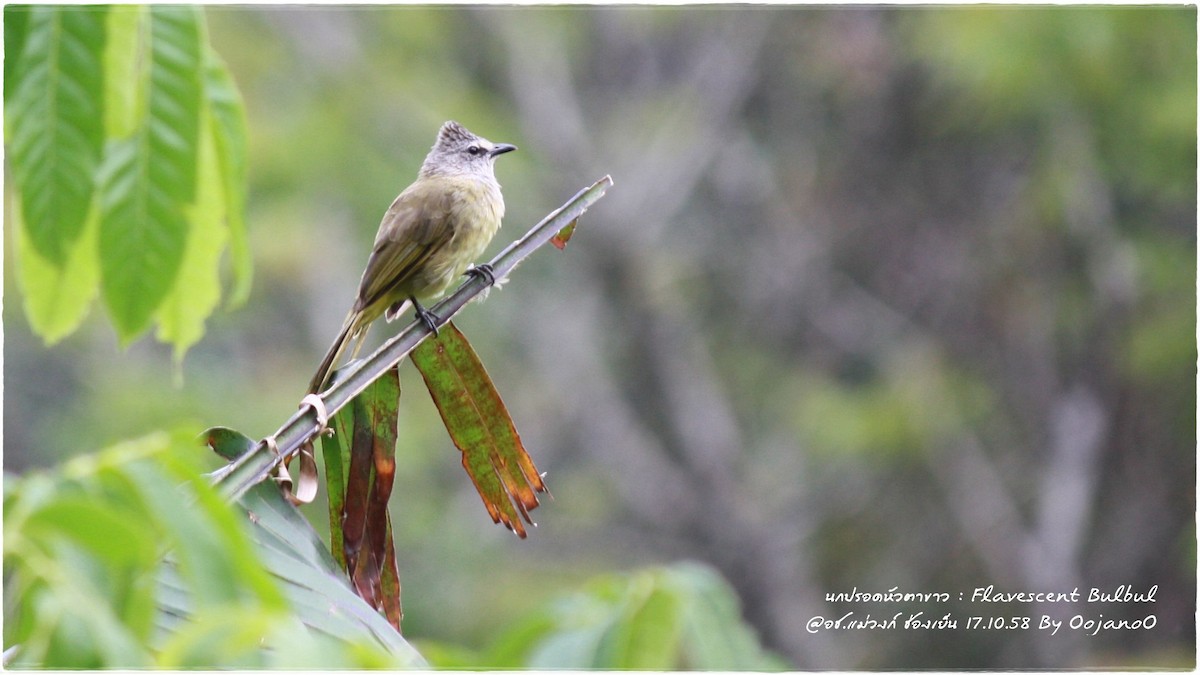 Flavescent Bulbul - ML645829541