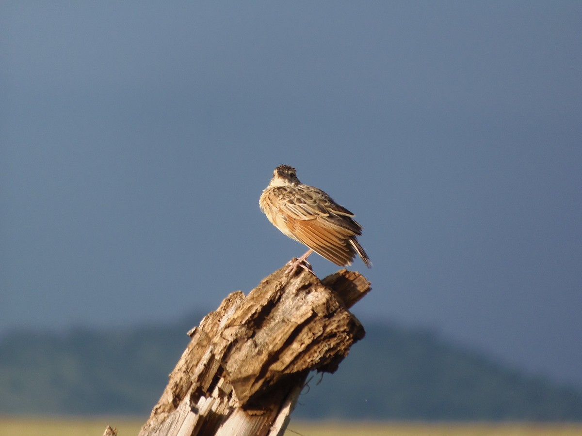 Rufous-naped Lark (Serengeti) - ML645829542