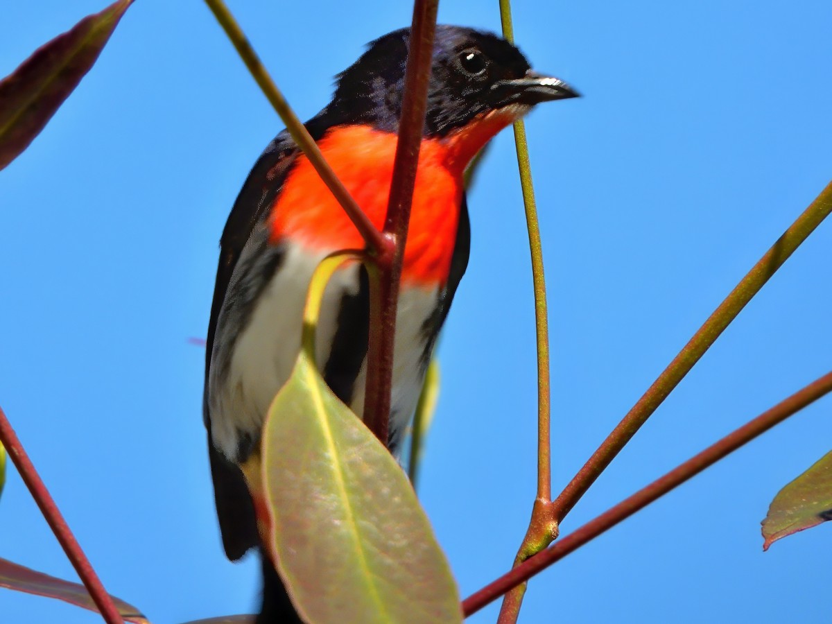 Mistletoebird - ML645829543