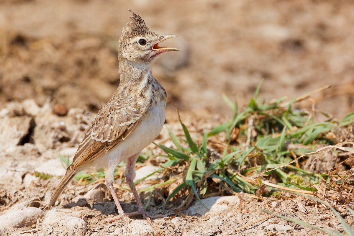 Crested Lark - ML645829544