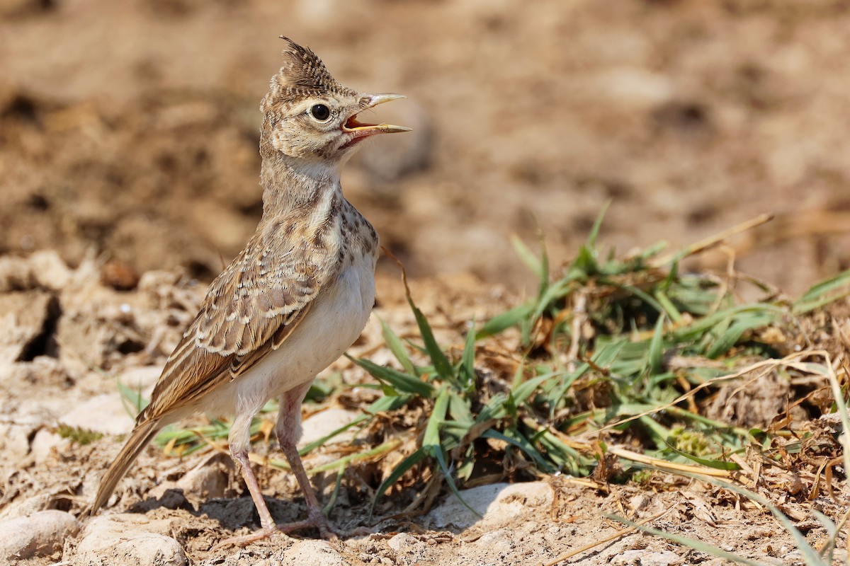 Crested Lark - ML645829545