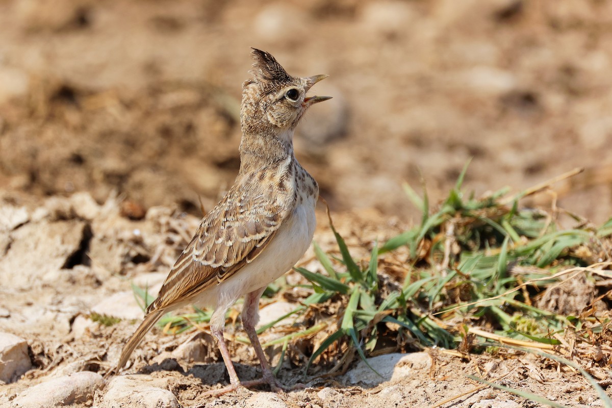 Crested Lark - ML645829550