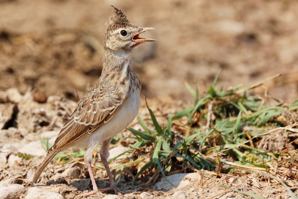 Crested Lark - ML645829551
