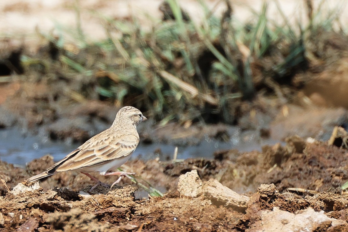 Greater Short-toed Lark - ML645829552